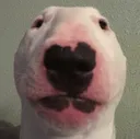 Walter Walter