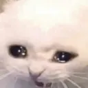 cry