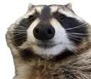 raccoon raccoon