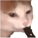 hnsCatJuulOwO