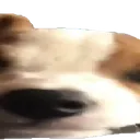 widedog2