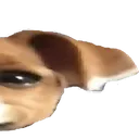 widedog3