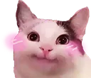 cuteandpolitecat
