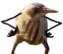 oiseau_pas_content oiseau_pas_content