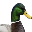 duck2
