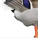 duck3
