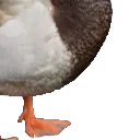 duck4