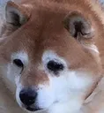 Saddog saddog Discord Emoji