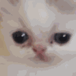 :cattriggered: Discord Emote