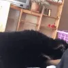 derpdog