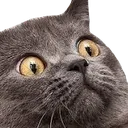 catwhattt