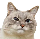 gato