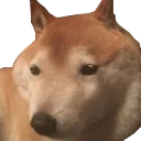 dogg
