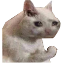 sadcat