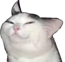 smugcat smugcat