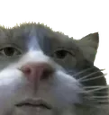 Bruh Cat bruhcat Discord Emoji