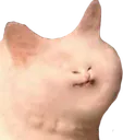 cotto