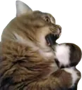 CatKMS2 CatKMS2