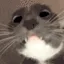 ayo