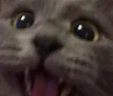 habpycat
