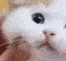 catcute3