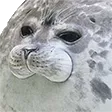 sealofjudgement