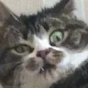 nyarp nyarp