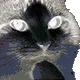 hmmCatTaken