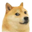 doge