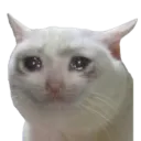 meow