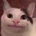 catsmug catsmug