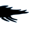 krilltail3