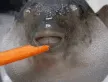 eugh