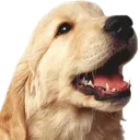 goodboye