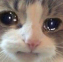 :SadFuckinCat: Discord Emote