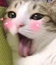 categao