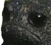 sadfrog