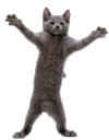 GatoAnimado