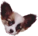 himi_arare_dog