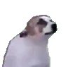 dancedogpls