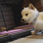 :akDog3: Discord Emote