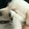 :akDog4: Discord Emote