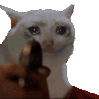 :Sad_Cat_shoot: Discord Emote