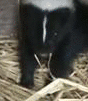 :skunkstomps: Discord Emote