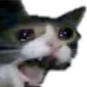 catcry