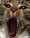 yell