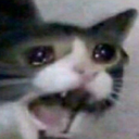 :meow: Discord Emote