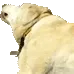 ikebark