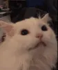 yellcat