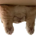 lewdCatReachDown